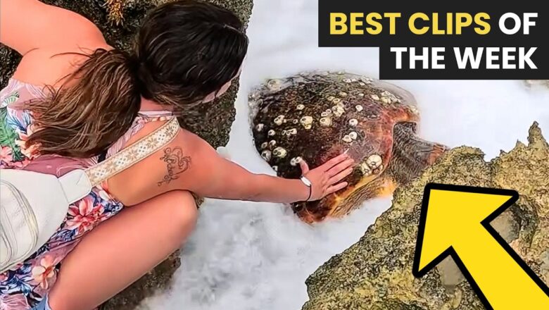 Best Animal Rescues Of The Week