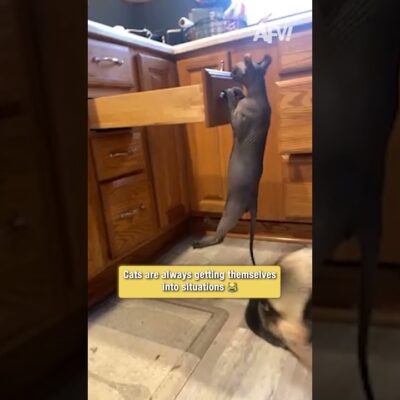 Cats are always getting themselves into situations 😹