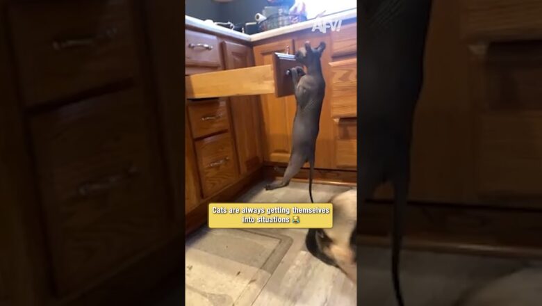 Cats are always getting themselves into situations 😹