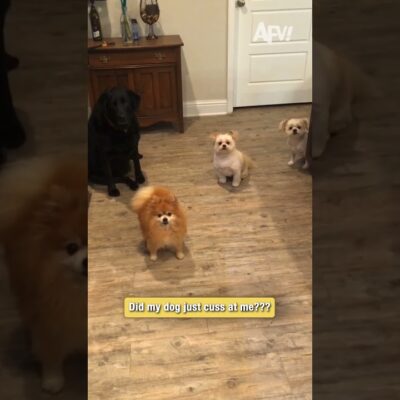 Did my dog just swear at me?! 🐶