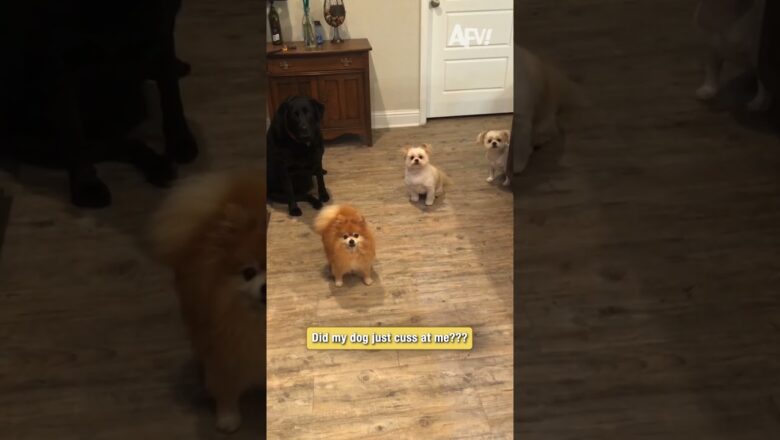 Did my dog just swear at me?! 🐶
