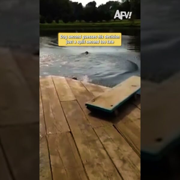 Dog second guesses his decision just a split second too late