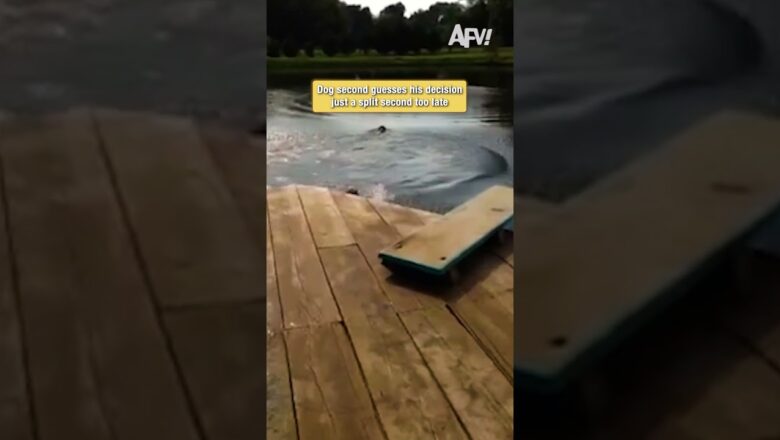 Dog second guesses his decision just a split second too late