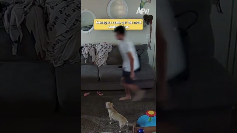 He Really Thought He Could Pull This Off 💀 #afv #pets