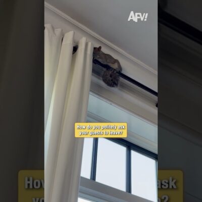 How Do I Tell This Squirrel to Get Out 😅 #shorts #funny #animals