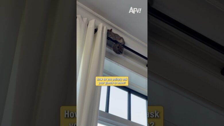 How Do I Tell This Squirrel to Get Out 😅 #shorts #funny #animals