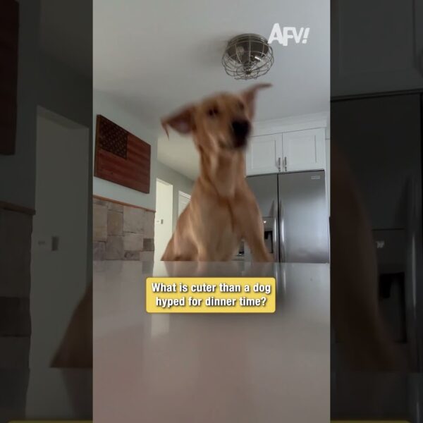 Is your dog this hyped for dinner? #dog #funny #shorts