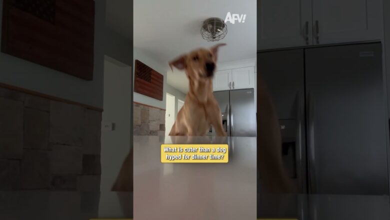 Is your dog this hyped for dinner? #dog #funny #shorts