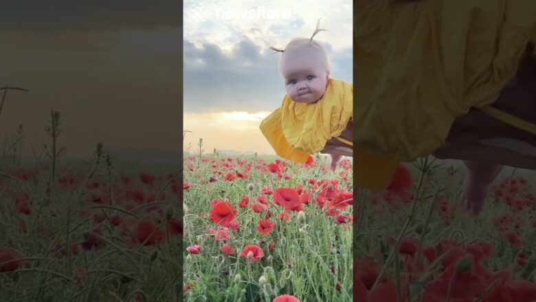 Kid Flies Lie a Bumblebee Through a Poppy Field
