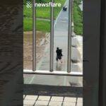 Man Rescues Dog From Huge Flood