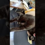 My Cat Sleeps In The Weirdest Way😹
