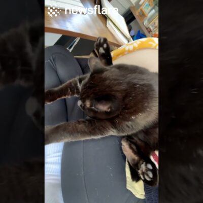 My Cat Sleeps In The Weirdest Way😹