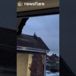 Peacock Wakes Up the Neighbourhood😱💀