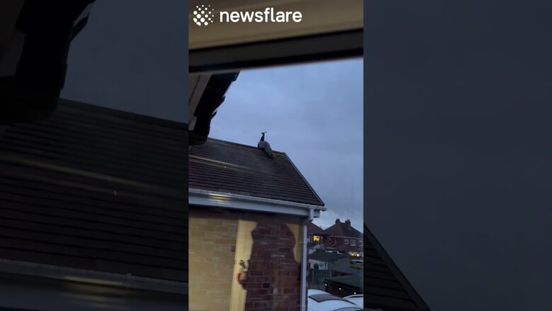 Peacock Wakes Up the Neighbourhood😱💀