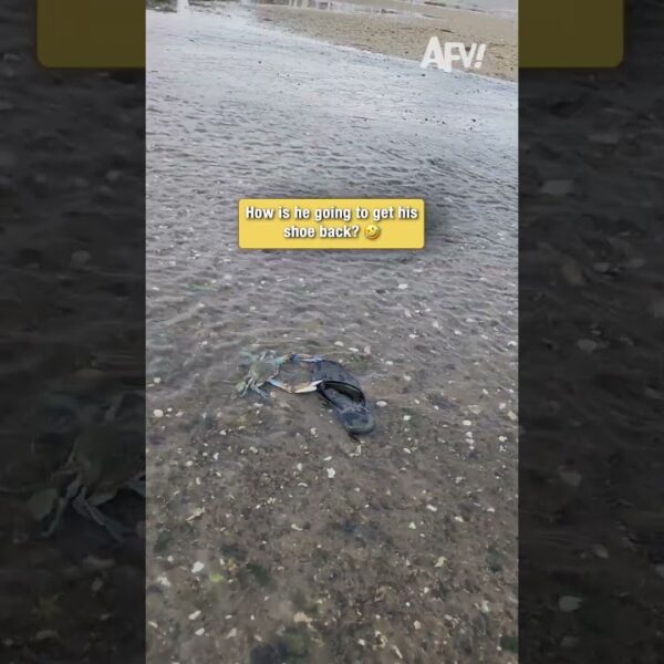 POV: You try to get your shoe back from a crab 🦀 #fail #funny