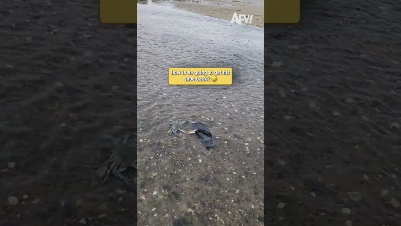 POV: You try to get your shoe back from a crab 🦀 #fail #funny