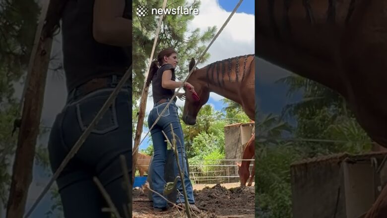She Will NEVER Trust Horses Again…