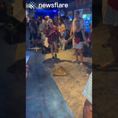 Sting Ray Jumps Out Of Enclosure