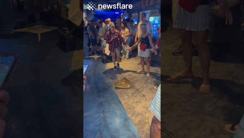 Sting Ray Jumps Out Of Enclosure