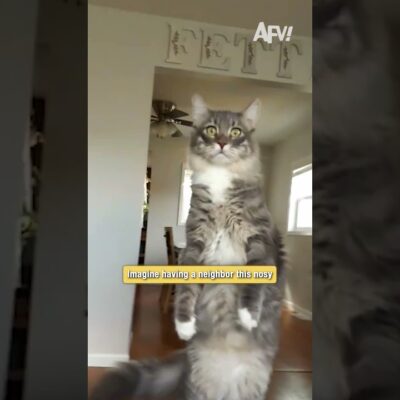 This cat thinks she’s a human neighbor 😹 #funny #cat #shorts