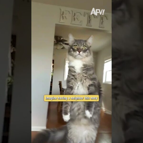This cat thinks she’s a human neighbor 😹 #funny #cat #shorts