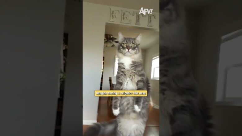 This cat thinks she’s a human neighbor 😹 #funny #cat #shorts