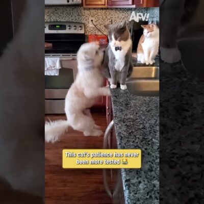 This cat’s patience has never been more tested 😹