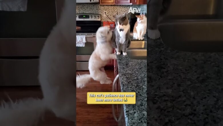This cat’s patience has never been more tested 😹