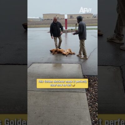This Golden Retriever made it perfectly clear how he felt 🤣