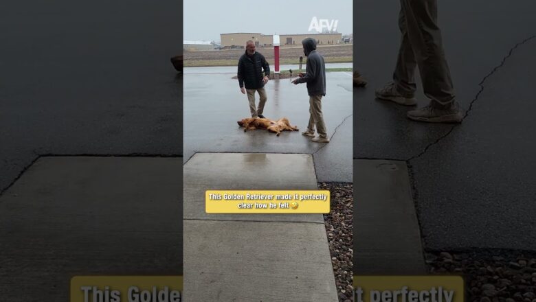 This Golden Retriever made it perfectly clear how he felt π€£