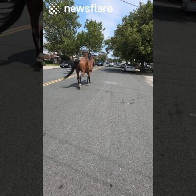 Towtruck Driver Blocks Horse From Traffic