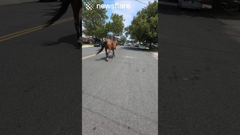 Towtruck Driver Blocks Horse From Traffic