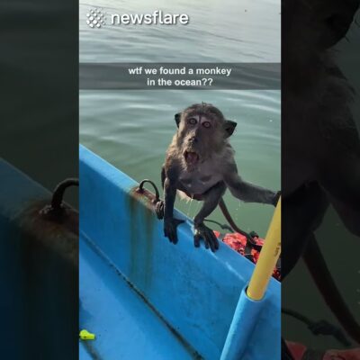 WE FOUND A MONKEY IN THE OCEAN??