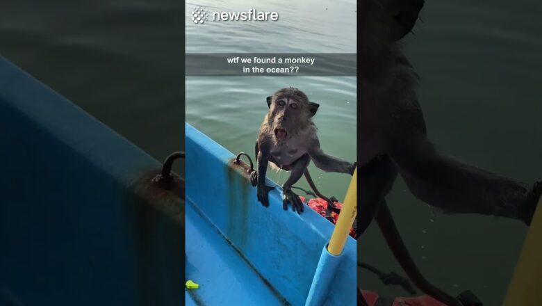 WE FOUND A MONKEY IN THE OCEAN??