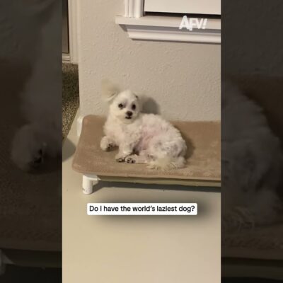 When your dog is TOO lazy for its own good 🐶 #funnydogs #viral #shorts