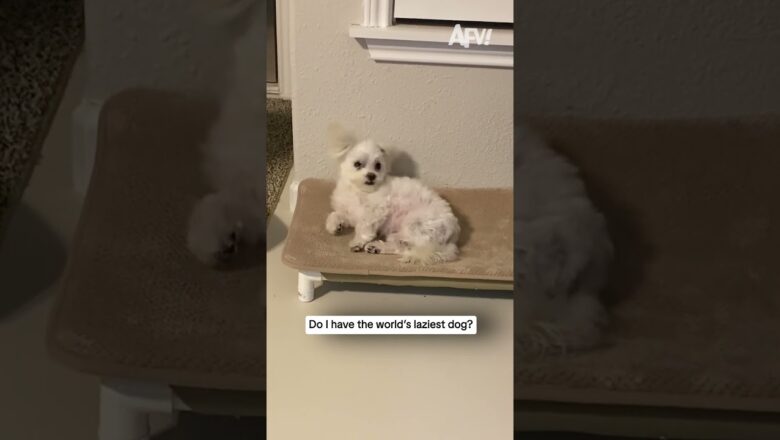 When your dog is TOO lazy for its own good 🐶 #funnydogs #viral #shorts