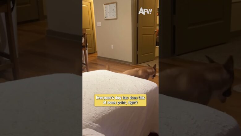When Your Dog Thinks It’s a Stunt Double #dogs #funny #shorts