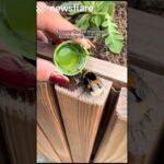 Woman Rescues Tired & Thirsty Bee