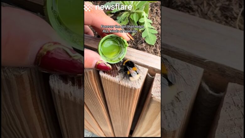 Woman Rescues Tired & Thirsty Bee