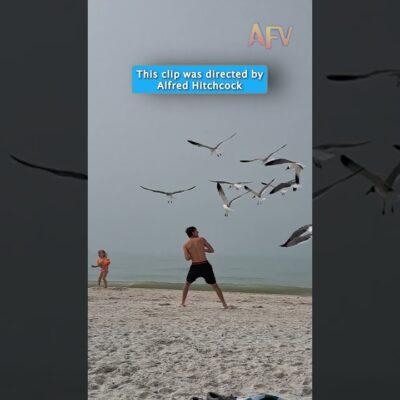 Alfred Hitchcock would be proud of this beach day #funny #birds #fail