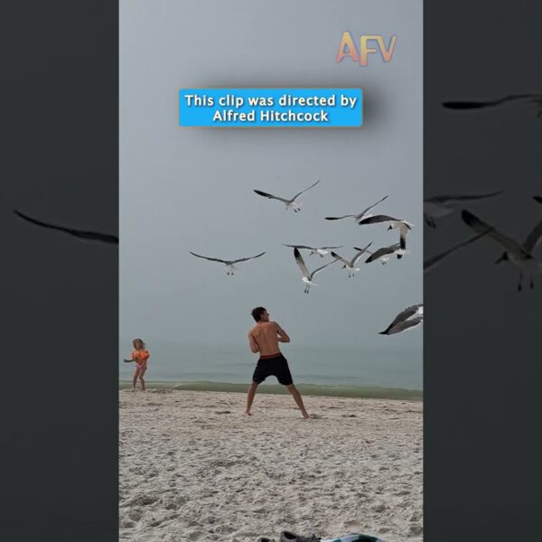 Alfred Hitchcock would be proud of this beach day #funny #birds #fail