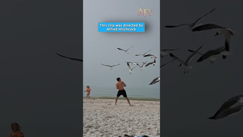 Alfred Hitchcock would be proud of this beach day #funny #birds #fail