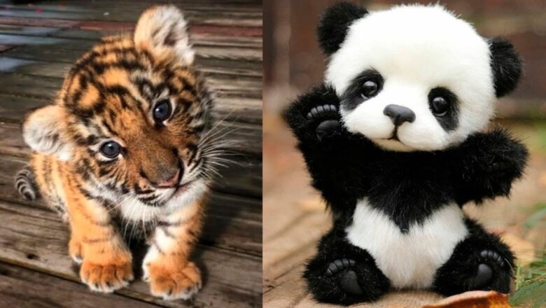 AWW Animals SOO Cute! Cute baby animals Videos Compilation cute moment of the animals #6 2026