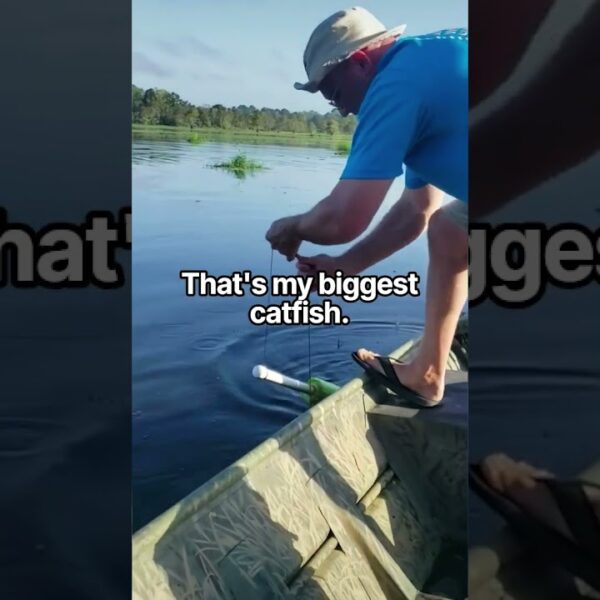 Catching a giant catfish
