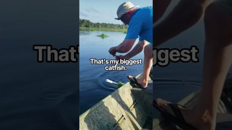 Catching a giant catfish