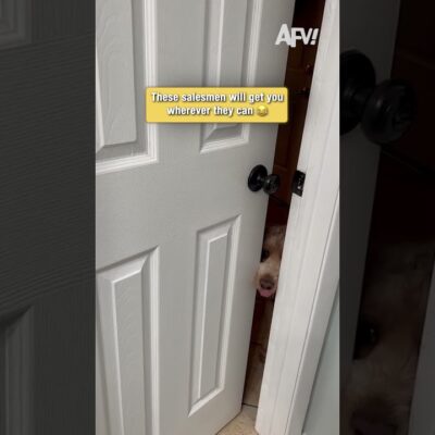 Dogs have absolutely no boundaries #funny #dogs
