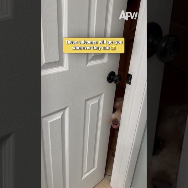 Dogs have absolutely no boundaries #funny #dogs