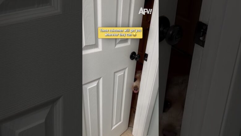 Dogs have absolutely no boundaries #funny #dogs