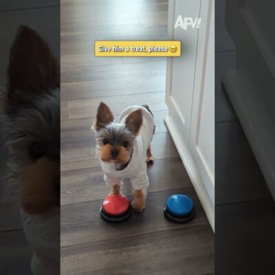 Give him a treat, please 🥺