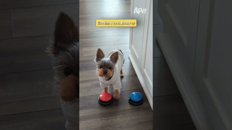 Give him a treat, please 🥺